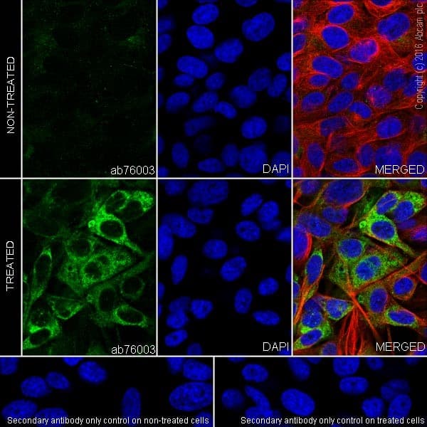 Anti-MMP9 antibody [EP1254](AB76003)