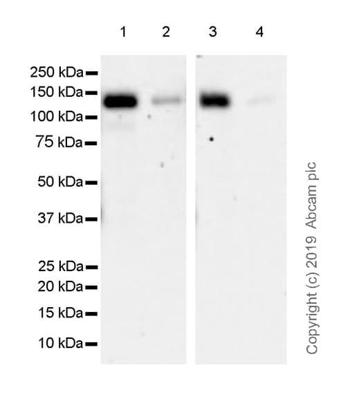 Anti-Ctip2 antibody [EPR23120-25](AB240636)