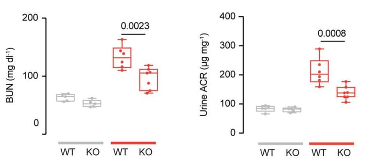 Mouse Albumin ELISA Kit(AB108792)