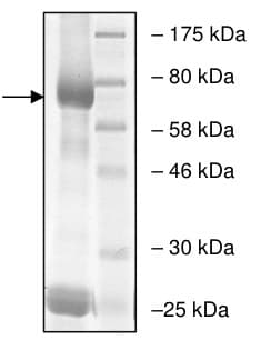 Recombinant human EHMT2/G9A protein(AB198156)