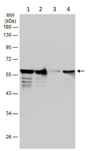 Anti-Vimentin antibody(AB137321)