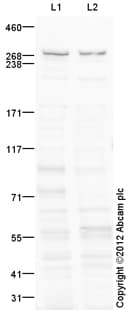 Goat Rabbit Igg H L Hrp Preadsorbed Ab97080  Western Blot Img72267