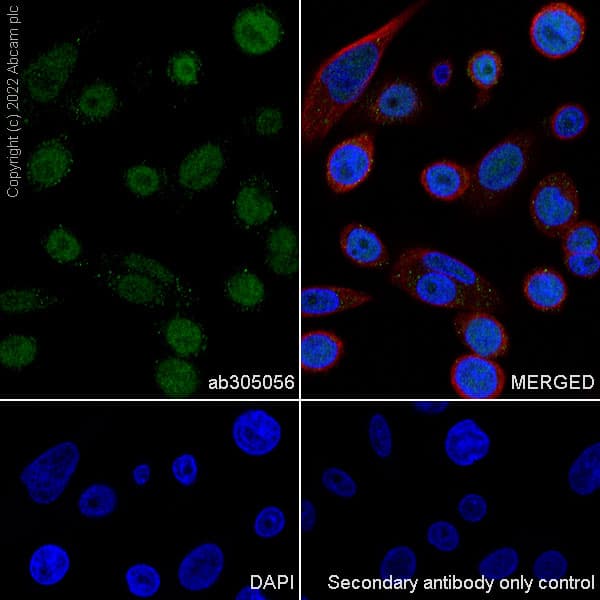 Kdm4b Jmjd2b Antibody Epr25240 41 Bsa And Azide Free Ab305057  Immunocytochemistry Immunofluorescence Img405088