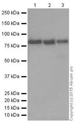Anti-FACL4 antibody [EPR8640](AB155282)
