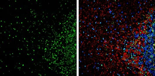 Hmgb1 Antibody N Terminal Ab228624  Immunohistochemistry Frozen Sections Img102250