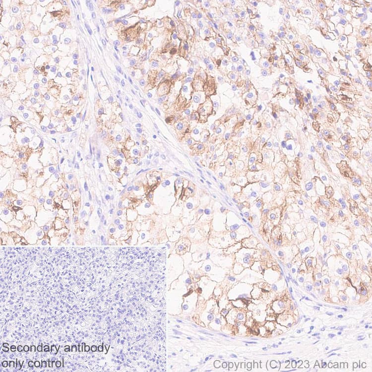 Anti-Lrp2 / Megalin antibody [EPR26093-84](AB309086)