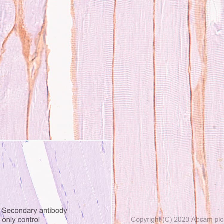 Anti-Dystrophin antibody [EPR23336-129](AB275391)
