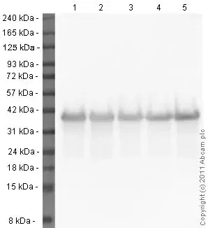 Anti-GAPDH antibody - Loading Control(AB9485)