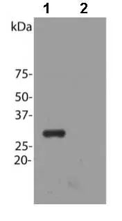 Anti-mCherry antibody(AB167453)