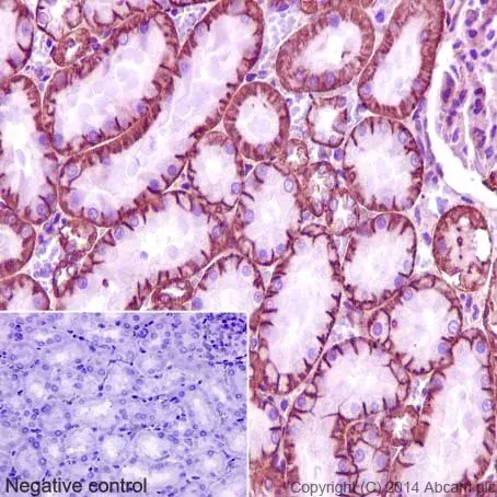 Anti-Sodium Potassium ATPase antibody [EP1845Y] - Plasma Membrane Loading Control(AB76020)