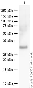 Anti-HMGB1 antibody(AB18256)