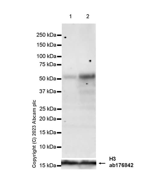Anti-Stra8 antibody [EPR27083-56](AB308124)