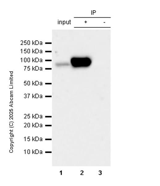 VeriBlot for IP Detection Reagent (HRP)(AB131366)