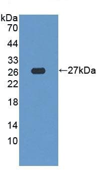 Anti-SDF2L1 antibody(ab231797)