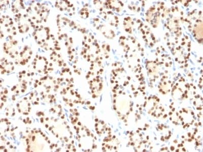 Anti-TTF1/Nkx2-1 antibody [8G7G3/1](AB233977)