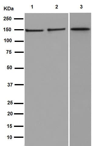 Anti-Collagen VI antibody [EPR17072](AB182744)