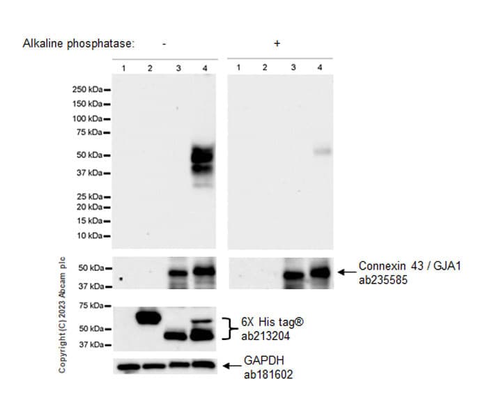 Anti-Connexin 43 / GJA1 antibody [EPR22955-101] - Intercellular Junction Marker(AB235585)