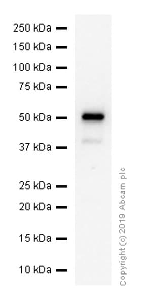 Slc45a3 Antibody Epr47952 Bsa And Azide Free Ab242056  Western Blot Img95130