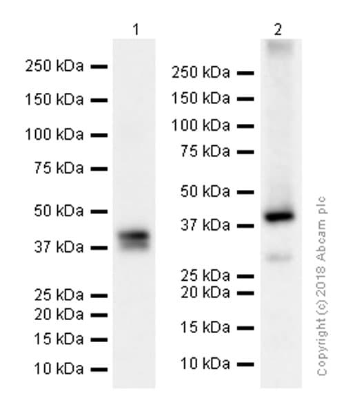 Anti-Cytokeratin 19 antibody [EPNCIR127B](AB133496)