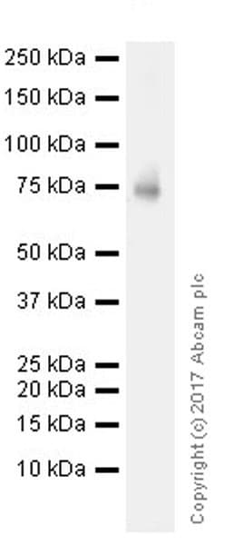Anti-BTK antibody [EPR20445](AB208937)