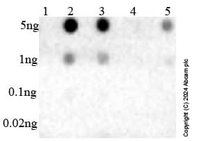 Anti-DNA:RNA hybrid antibody [S9.6](ab234957)