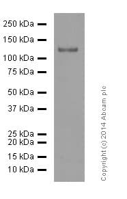 Anti-CD146 antibody [EPR3208](ab75769)