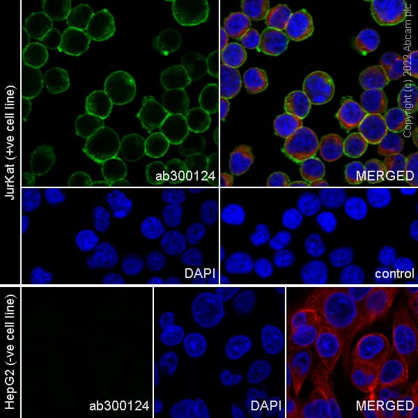 Cd47 Antibody Epr24922 21 Ab300124  Immunocytochemistry Immunofluorescence Img449066