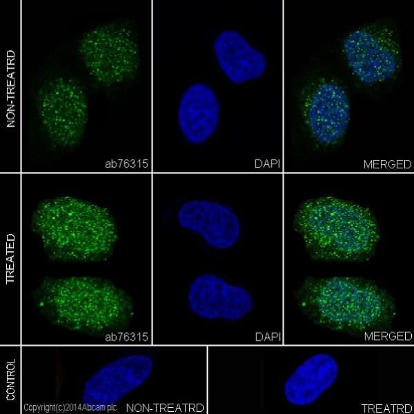 Anti-STAT3 (phospho Y705) antibody [EP2147Y](AB76315)
