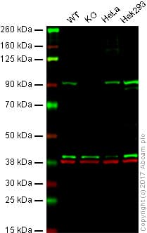 Anti-STAT3 antibody [EPR787Y](AB68153)