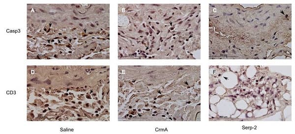 Anti-CD3 epsilon antibody(ab5690)