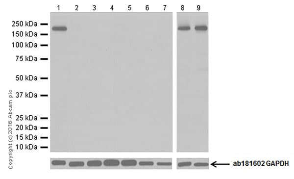 Anti-NMDAR2B antibody [EPR19295] - BSA and Azide free(AB250711)