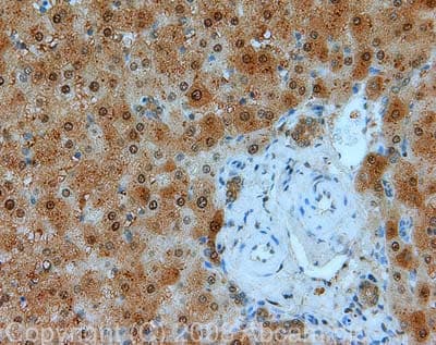 Anti-GAPDH antibody [mabcam 9484] - Loading Control(ab9484)