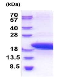Recombinant Human PTMS protein(AB171469)