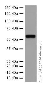 Anti-IRF5 antibody [EPR17067](AB181553)