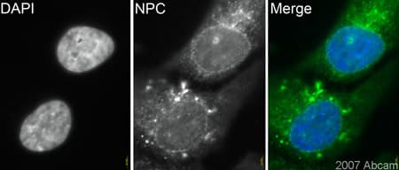 Anti-Nuclear Pore Complex Proteins antibody [Mab414](AB24609)