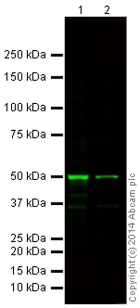 Anti-p53 antibody [DO-1] - ChIP Grade(AB1101)