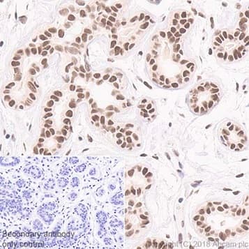 Rad50 Antibody Epr20968 Bsa And Azide Free Ab236460  Immunohistochemistry Formalin Pfa Fixed Paraffin Embedded Sections Img137344