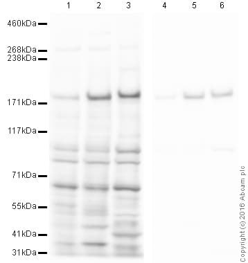 Anti-EEA1 antibody - Early Endosome Marker(AB2900)