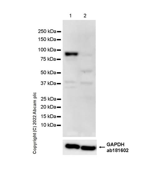 Anti-CDT2/RAMP antibody [EPR26845-75](AB306556)