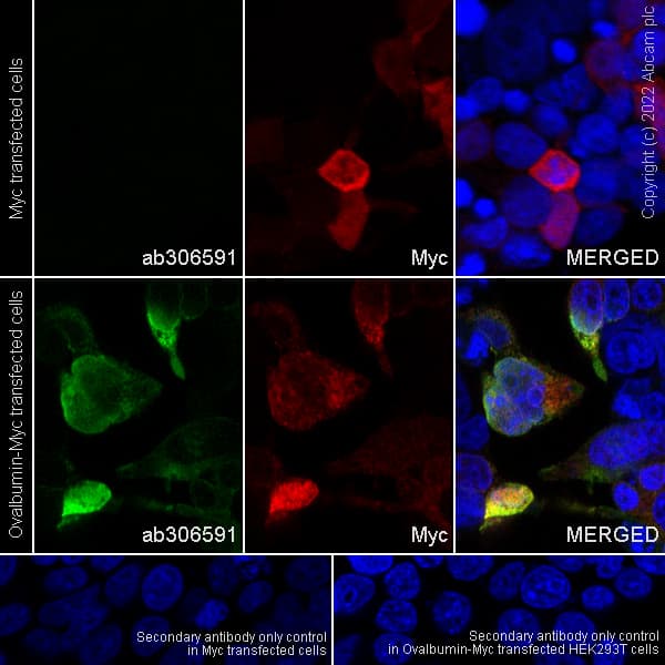 Anti-Ovalbumin antibody [EPR27117-90](AB306591)