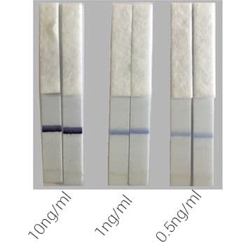 HRP Antibody Conjugation Check Kit(AB236555)