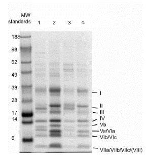 Anti-Complex IV Immunocapture antibody [31E91B82G9](AB109863)