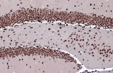 Anti-ZBTB20 antibody(AB127702)