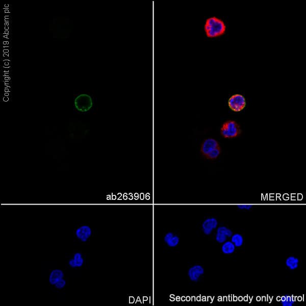 Il2 Receptor Beta P75 Antibody Epr22892 2 Ab263906  Immunocytochemistry Immunofluorescence Img65995