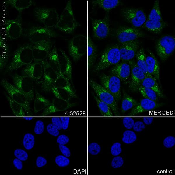 Anti-S6K1 antibody [E343] - BSA and Azide free(AB203558)