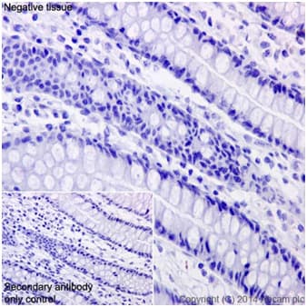 Anti-CCL25 antibody [EPR12388(2)] - BSA and Azide free(AB251307)