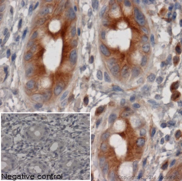 Goat Anti-Rat IgG H&L (HRP)(AB97057)