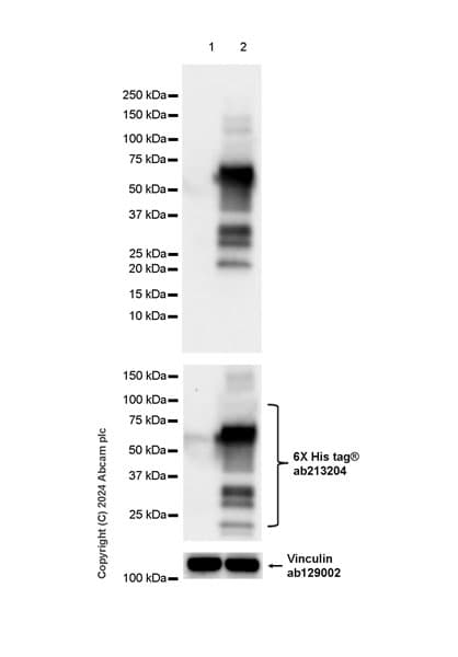 Anti-EBV Nuclear Antigen/EBNA1 antibody [EPR28706-78] - BSA and Azide free(AB316861)