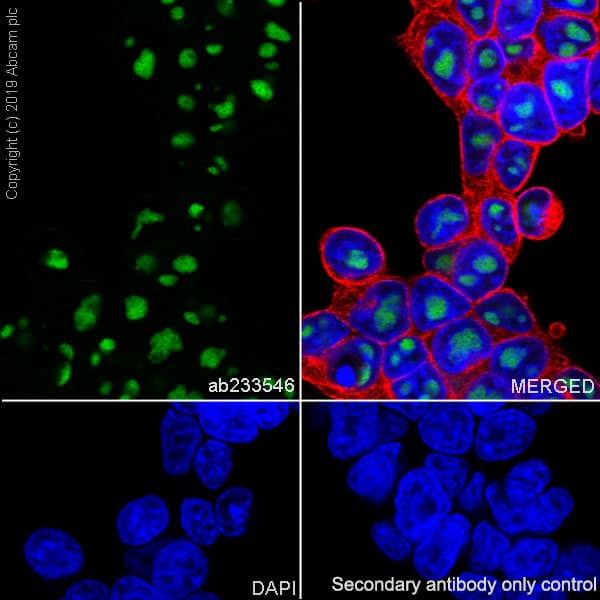 Aatf Ded Antibody Epr22934 136 Bsa And Azide Free Ab256301  Immunocytochemistry Immunofluorescence Img70059