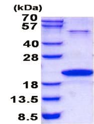 Recombinant Human Neurotensin protein (denatured)(AB139239)